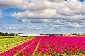 Canvas Print - Fields of Tulipin Nethrlands