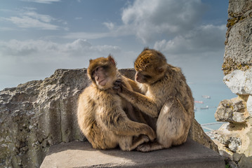 Monkeys of Gibraltar