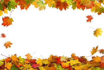 Wall Mural - falling autumn maple leaves natural background .colorful foliage