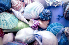 Close Up A Multi Sea Shells Texture Background , Blue Tone