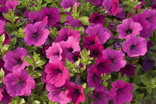 Background Of Purple Flowers And Green Leaves Of Petunia Close-up