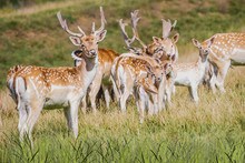 A Herd Of  Fallow Deer (Dama Dama) 