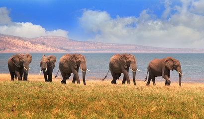 herd of elephants walking along the shoreline of lake kariba in zimbabwe/ lovely cloudscape and wate