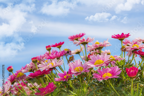 flores bajo el cielo