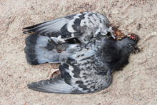 Dead Pigeon On A Gravel Path Is Crushed In A Park By Bike.