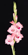 Fresh gladiolus flowers