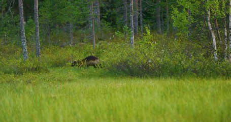 Wall Mural - wild wolverine walking free in the forest searching for food