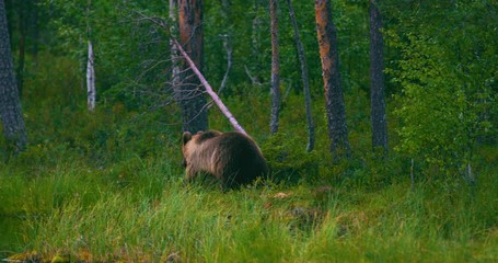 Wall Mural - wild young brown bear walking in the forest looking for food