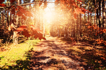 Misty and autumn morning in the forest