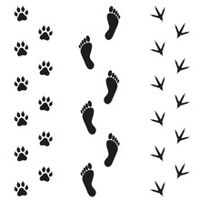Traces Of Human Bird And Dog On White Background