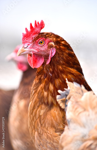 Plakat Kurczaki w tradycyjnej fermie drobiu