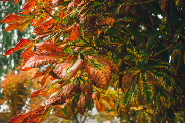 Poster - Withered autumn leaves of a chestnut tree. Autumn in the city