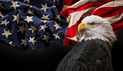 Wall Mural - Bald Eagle with American flag.