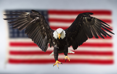 Wall Mural - Bald Eagle flying with American flag