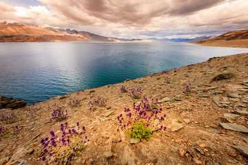 Poster - Lake Tso Moriri