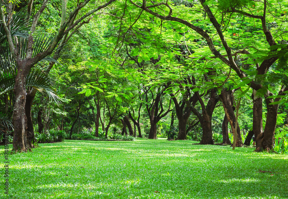 many trees which green fresh leaves and green grass on the ground in ...