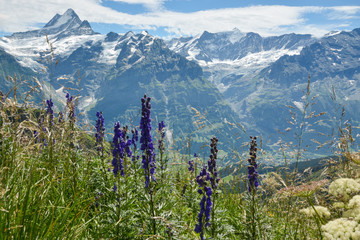 Flowers n Bernese Alps in Switzerland