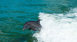 Dolphin playing in the wake