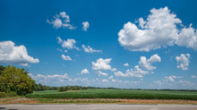 Soybean Field With Blue Sky And Clouds 