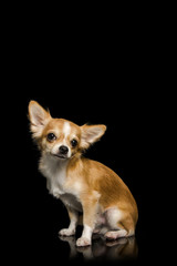 Wall Mural - Chihuahua brown dog sitting with black background