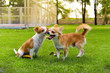 Two small chihuahua puppies are playing on a green lawn