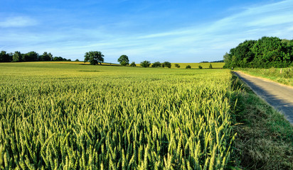 Wall Mural - Rural landscape with green and golden wheat fields in early summer