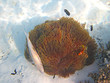 Anemone Unterwasserwelt 