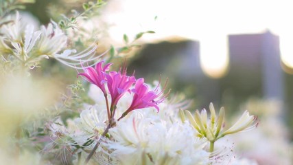 Wall Mural - Pink and white cluster amaryllis swaying in wind in sunset light
