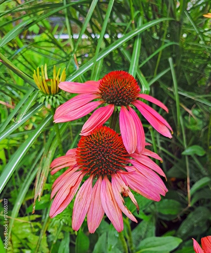 Schone Blumenbilder Kaufen Sie Dieses Foto Und Finden Sie Ahnliche Bilder Auf Adobe Stock Adobe Stock