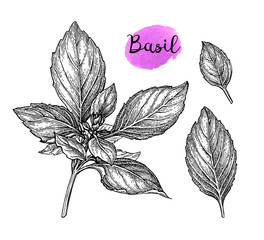 Wall Mural - basil ink sketch