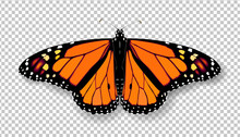 Realistic 3d Monarch Butterfly. Colorful Bright Detailed Mesh Vector Illustration With Shadow On Transparent Background. Spring Summer Banner Decoration