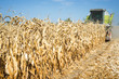 Agriculture. Combine harvesting activities in corn field. Agronomy and husbandry concept.