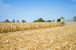 Cornfield landscape with combine harvesting crops. Agriculture and industry concept.