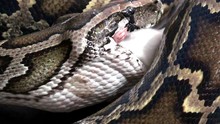 Snake Video, Python Eating A Mouse Close Up, Reptile
