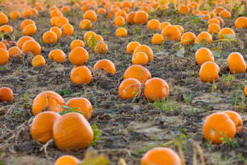 pumpkin patch