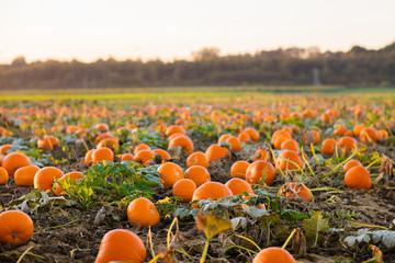 pumpkin patch
