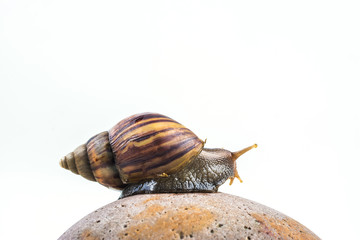 snails on white background