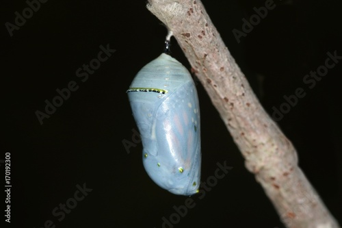 Fotografie, Obraz Monarch Butterfly (danaus plexippus) Chrysalis