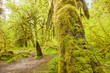 Hoh Rain Forest, Hall of Mosses, Olympic National Park