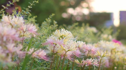 Wall Mural - Pink and white cluster amaryllis swaying in wind in sunset light
