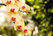 Close Up Of Orchids Bouquet With Natural Background, Beautiful Blooming Orchid Flower In The Garden.