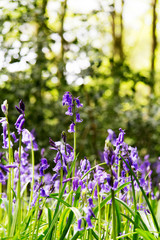 Wall Mural - Bluebells growing on an english woodland floor