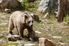 Himalayan Brown Bear (Ursus Arctos Isabellinus)