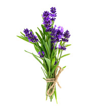 Bunch Of Lavender Flowers Isolated On A White