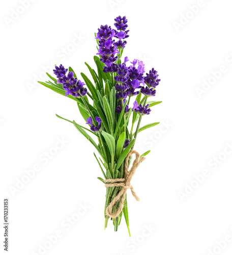 Bunch of lavender flowers isolated on a white Canvas Print
