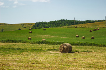 A group of hay rolls on a green meadow.