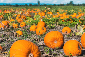 pumpkin patch