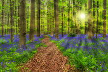 Famous Forest Hallerbos In Brussels Belgium