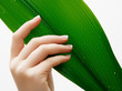 © looking2thesky - Beauty care. Delicate hands with manicure holding a leaf close up isolated on white background. Beautiful nails close-up, great idea for the advertising of cosmetics