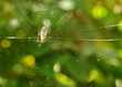 Spider in the web